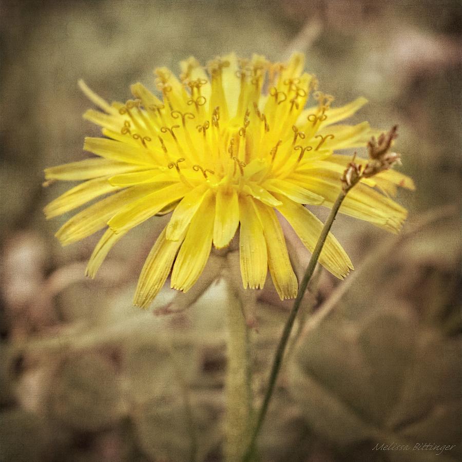 Yellow Dandelion Photograph by Melissa Bittinger