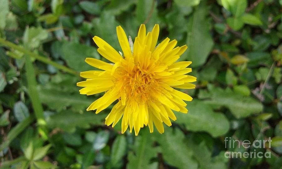 Yellow Dandelion Photograph by Seaux-N-Seau Soileau - Fine Art America