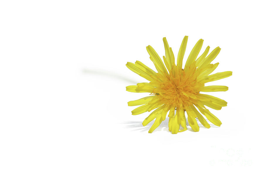 Nature Photograph - Yellow Dandelion Taraxacum by Terri Waters