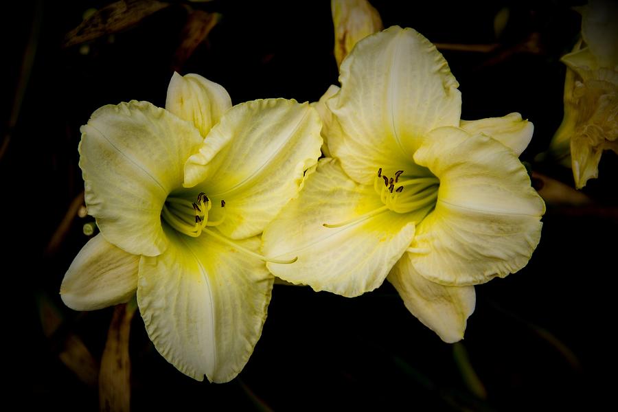 Yellow Daylilies Photograph by Allen Nice-Webb