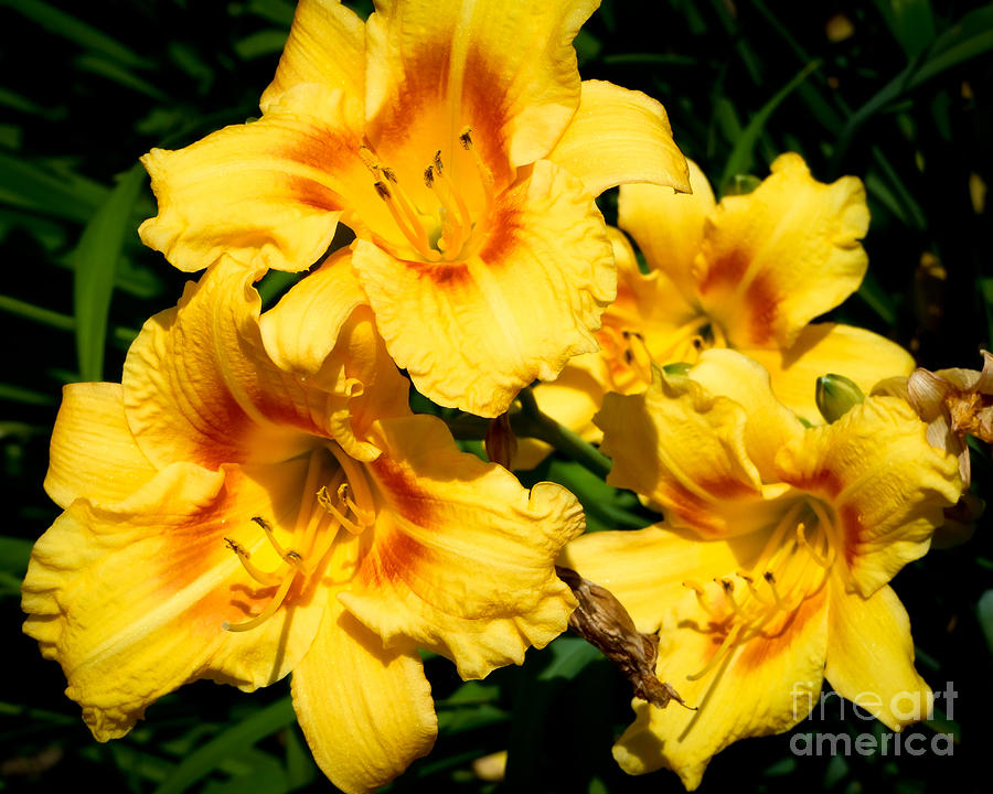 Yellow Day Lilies Photograph by Kristen Fox