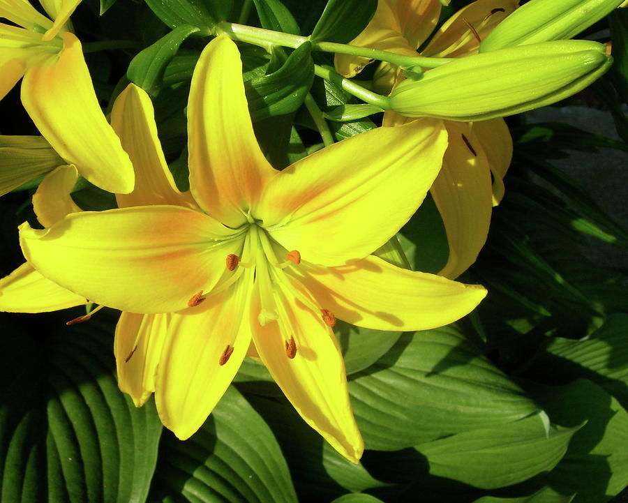 Yellow Day Lilies Photograph by Michael Peychich