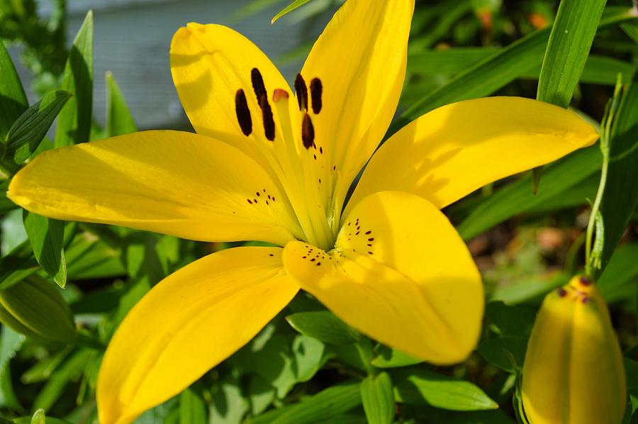 Yellow Day Lilly Photograph by Bonfire Photography