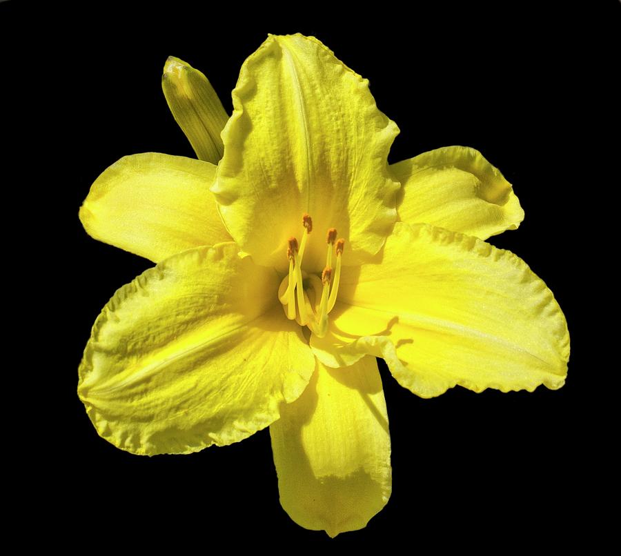 Yellow Day Lilly Photograph by Constantine Gregory