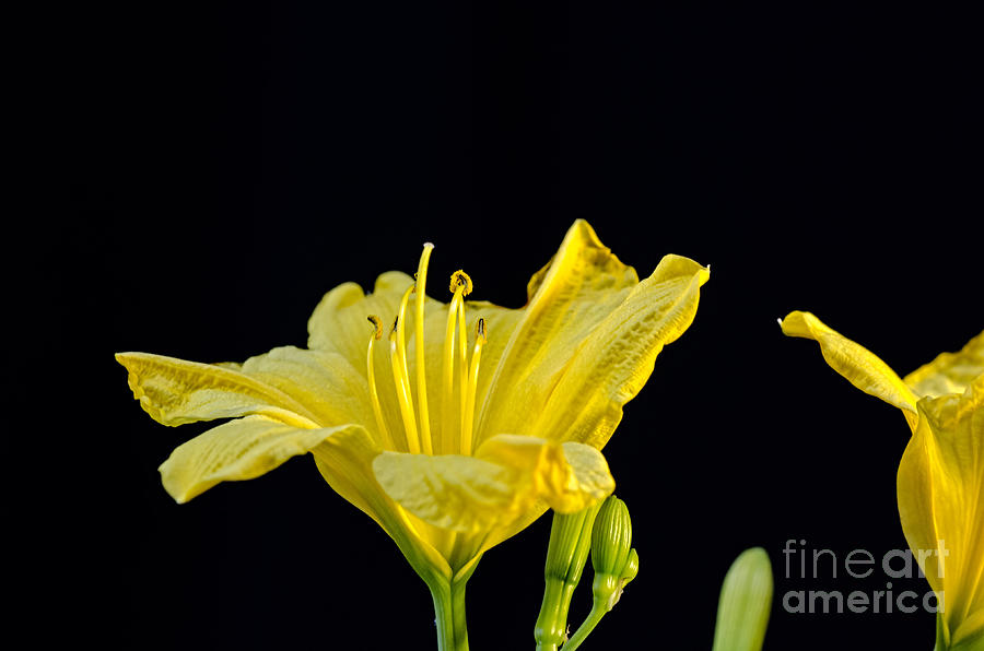 Yellow Day Lily 2 Photograph by Baywest Imaging