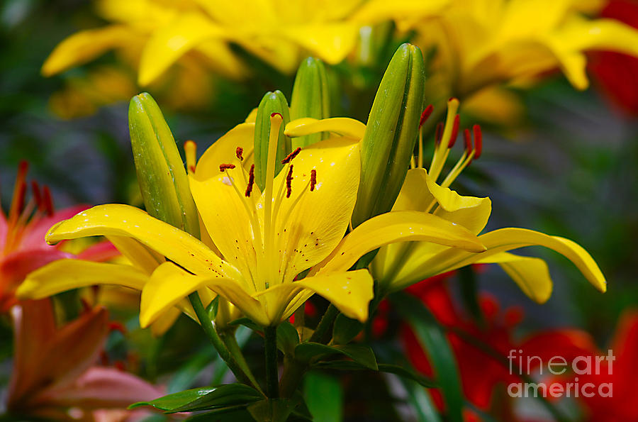Yellow Day Lily 20120614_55a Photograph by Tina Hopkins