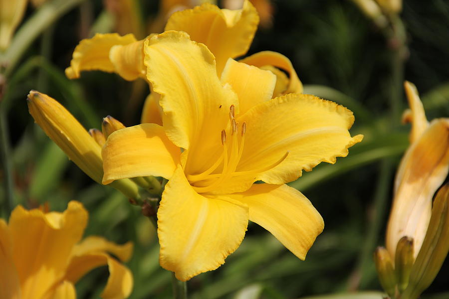Yellow Daylily Photograph by Allen Nice-Webb