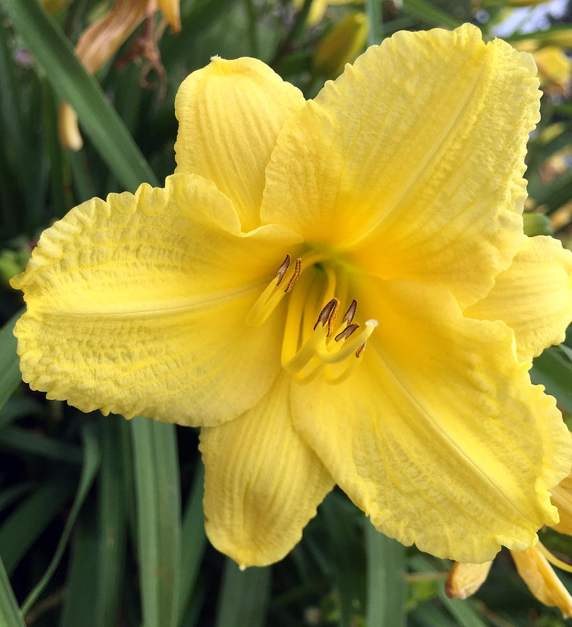 Yellow Day Lily Photograph by James Pinkerton | Fine Art America