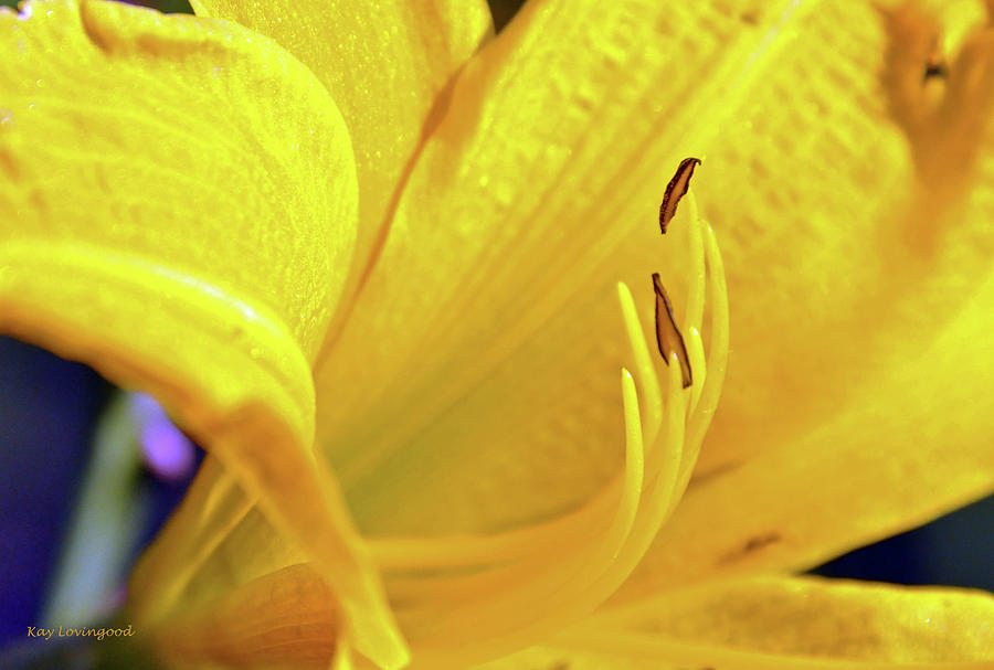 Yellow Day Lily Photograph by Kay Lovingood
