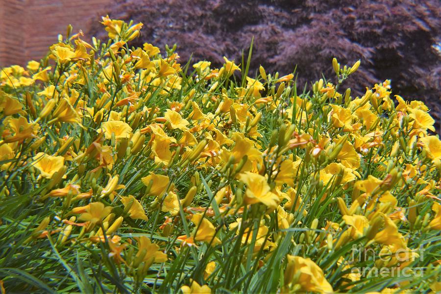 Yellow Daylilies Photograph by Mary Ann Artz