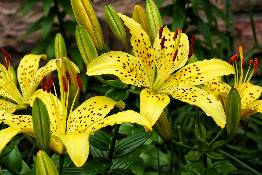 Yellow Lilies Photograph by William Selander