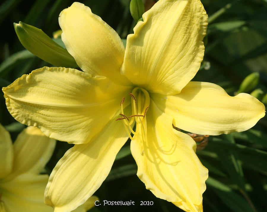 Yellow Daylily Photograph by Carolyn Postelwait - Fine Art America