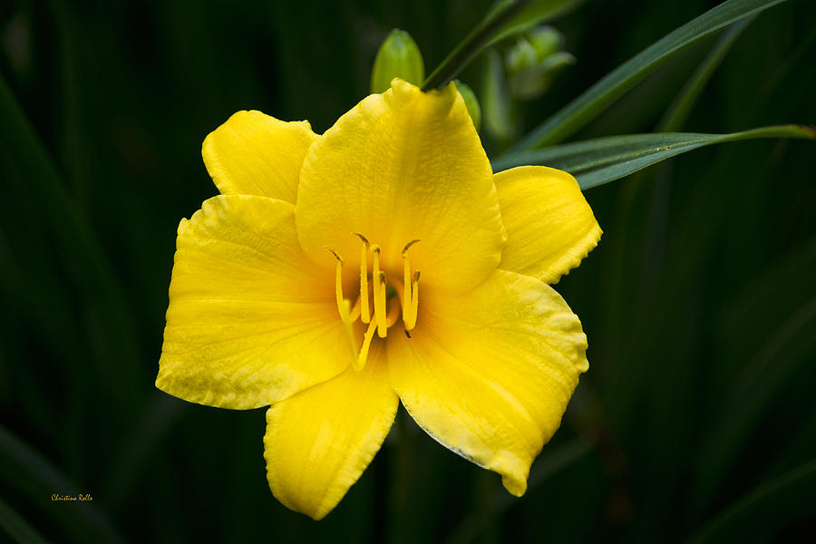 Yellow Daylily Flower Photograph by Christina Rollo