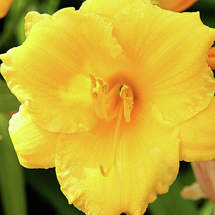Yellow Daylily Photograph by Jean Macaluso