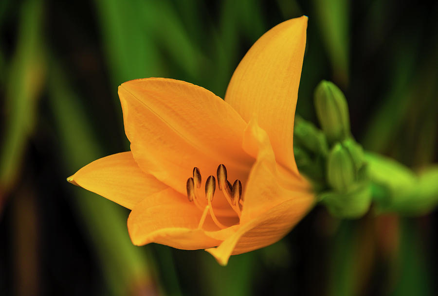 Yellow Daylily Photograph by Kenneth Roberts