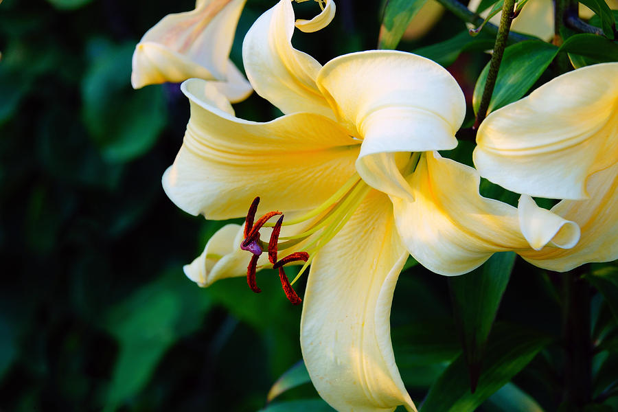 Yellow Daylily  Photograph by Mike Murdock
