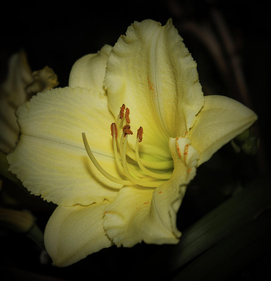 Flowers Still Life Photograph - Yellow Daylily by Rose McClure