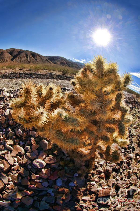 Yellow Death Valley Cactus Photograph by Blake Richards