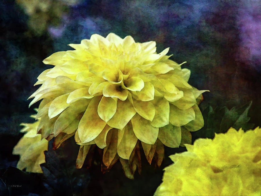 Yellow Delicacy 1358 IDP_2 Photograph by Steven Ward