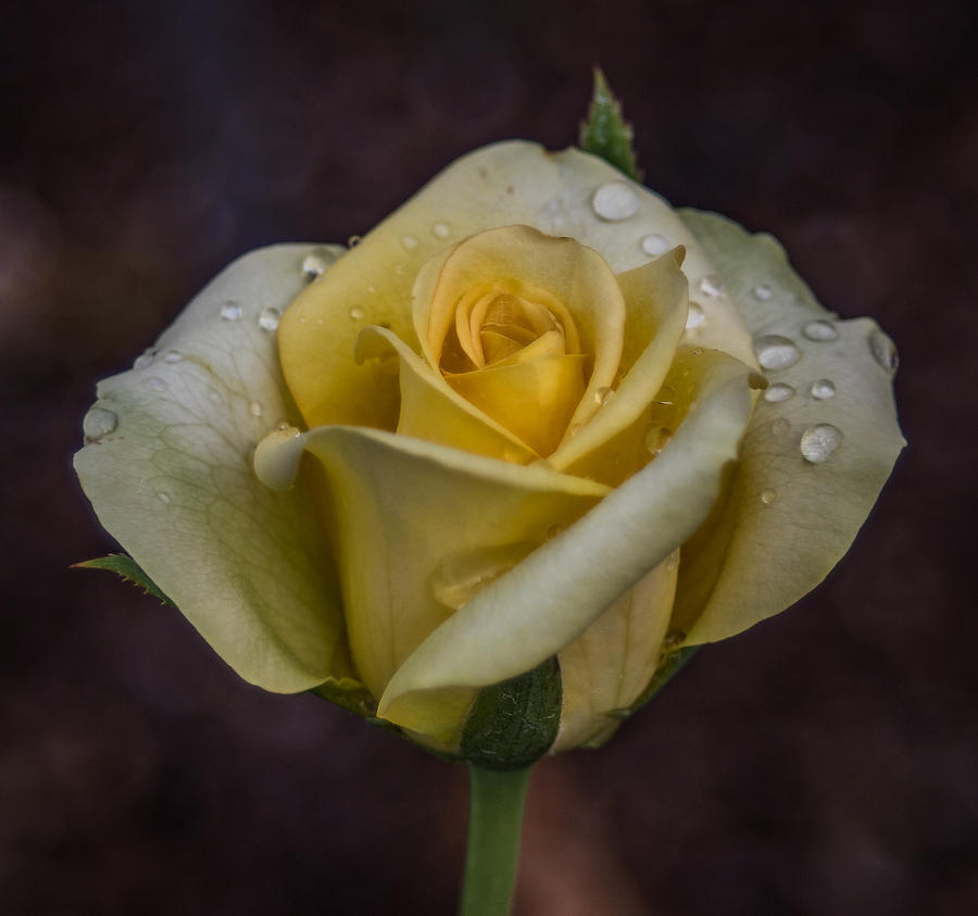 Yellow Delight Photograph by Jane Luxton