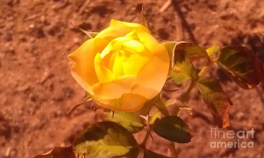 Yellow Desert Rose Photograph by Lynn Michelle