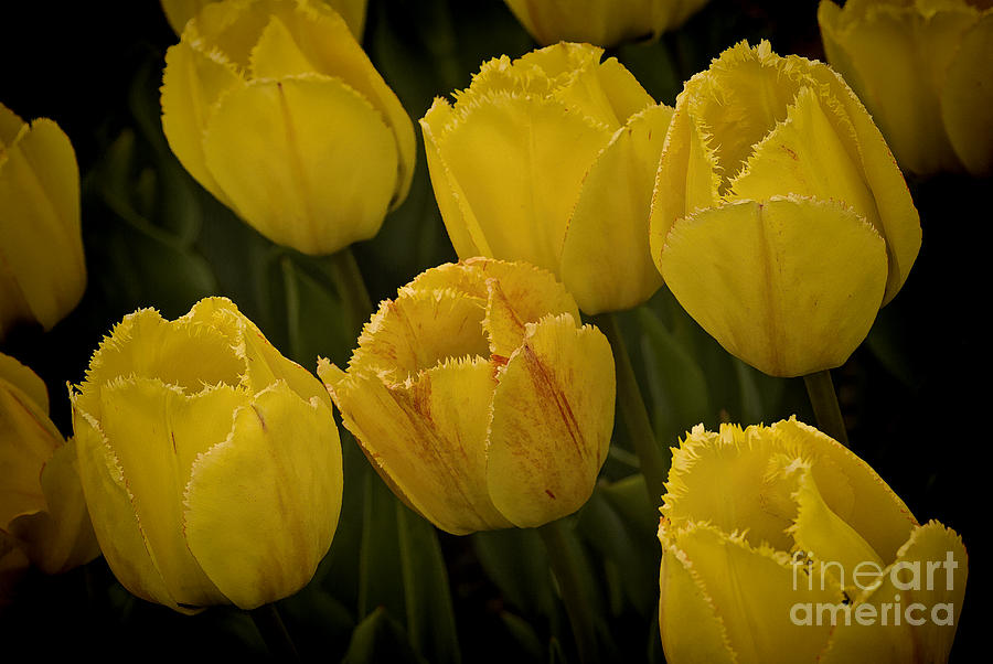 Yellow Detailed Tulip by Michael Flood Yellow Detailed Tulip by Michael Flood