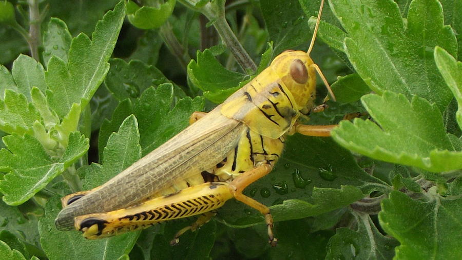 Yellow Differential Grasshopper On Dewy Leaves August Indiana ...