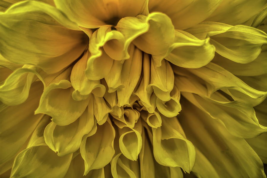 Yellow Dinner Plate Dahlia Photograph by Dale Kauzlaric