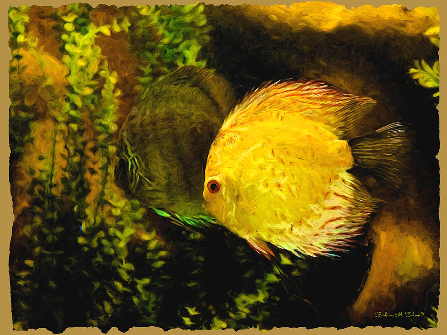 Yellow Discus Fish Photograph by Barbara Zahno