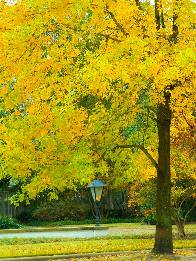 Fall Photograph - Yellow Drapes by Karen Wagner