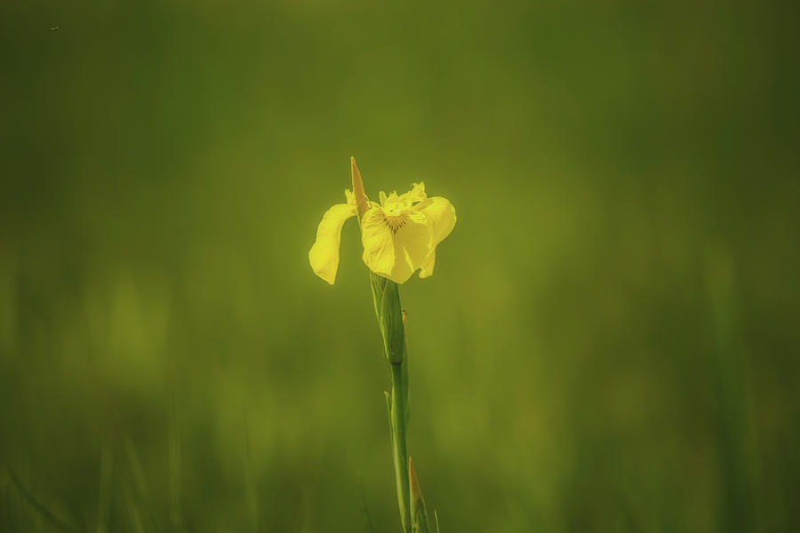 Yellow dream #g1 Photograph by Leif Sohlman