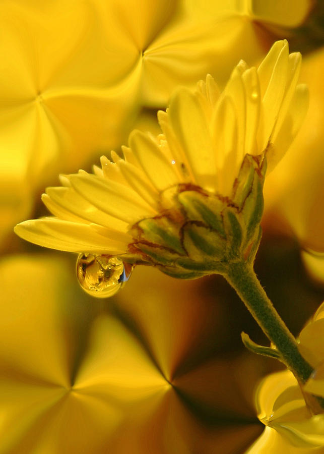 Yellow drip Photograph by Linda Sannuti