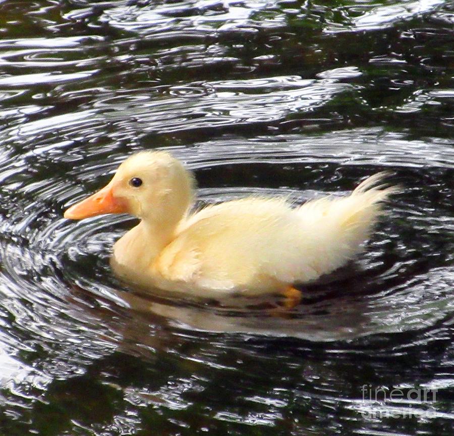 Yellow Duckling  Photograph by CAC Graphics