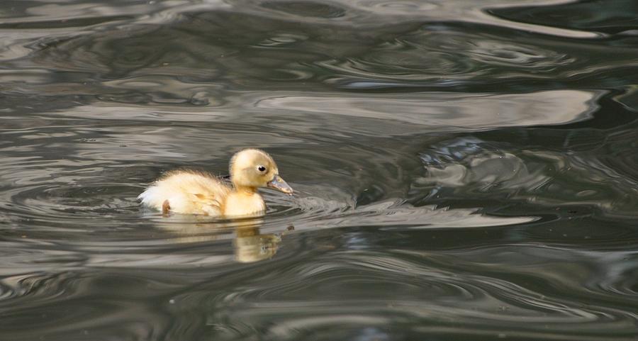 Yellow Duckling Photograph by Kristina Deane