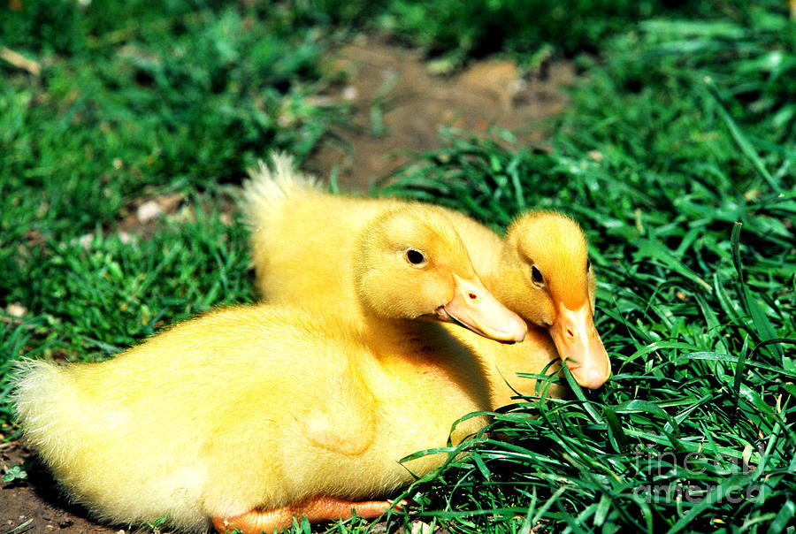 Yellow Ducklings in Green Grass Photograph by Thomas R Fletcher