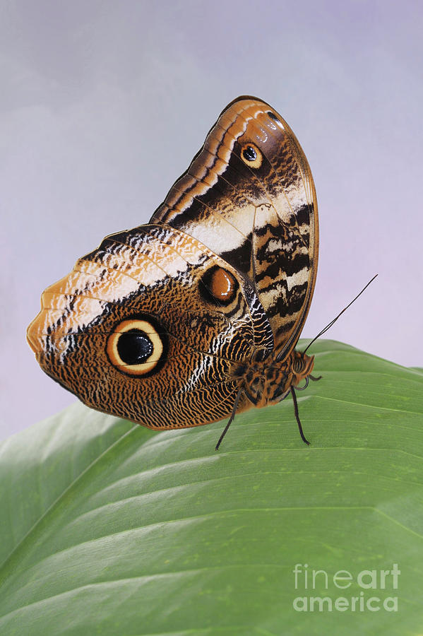 Yellow-edged Giant Owl Butterfly #3 V2 by Judy Whitton Yellow-edged Giant Owl Butterfly #3 V2 by Judy Whitton