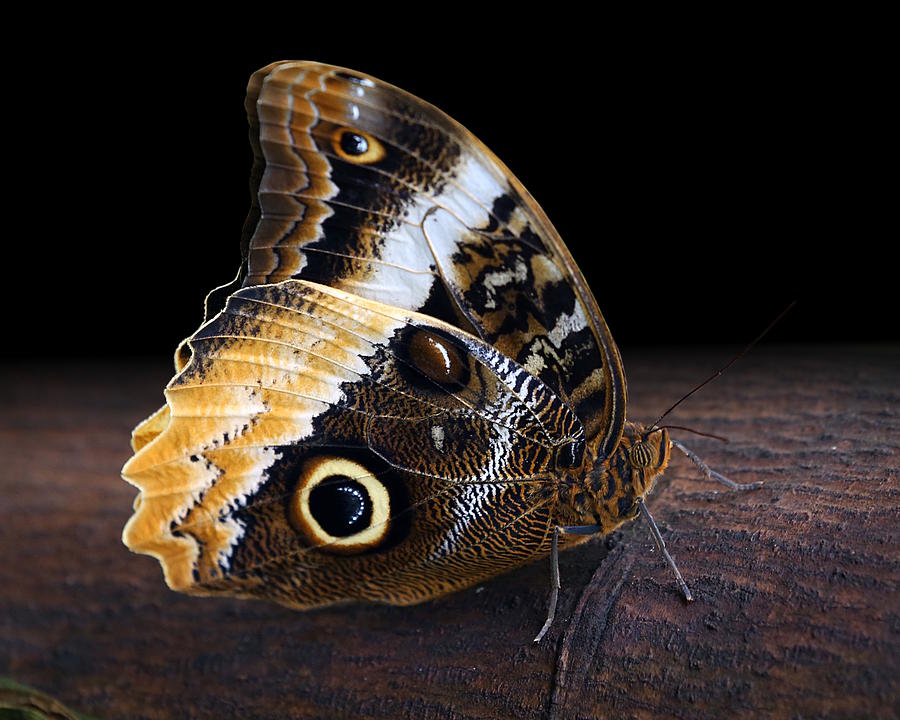 Yellow-edged Giant Owl Butterfly Photograph by Debi Dalio