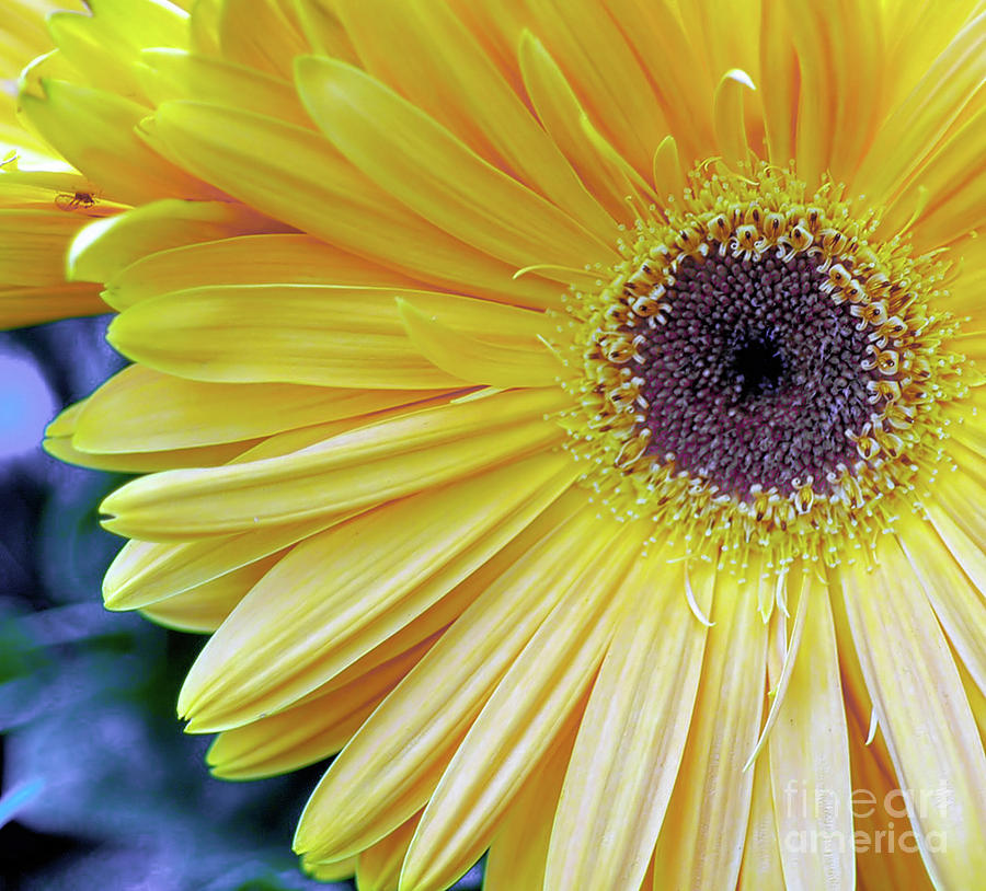 Yellow Photograph by Elaine Manley