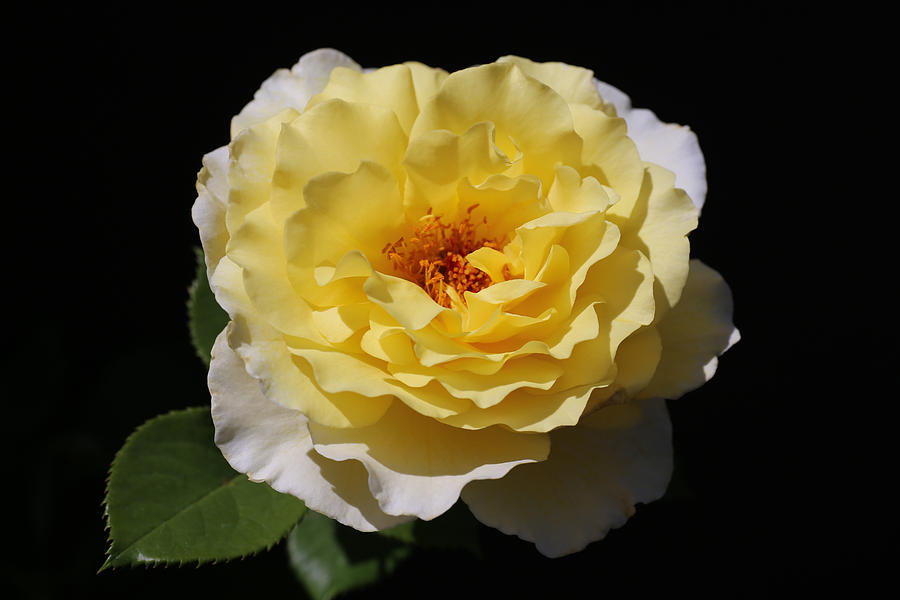 Yellow Enchantment Rose Photograph by Tammy Pool