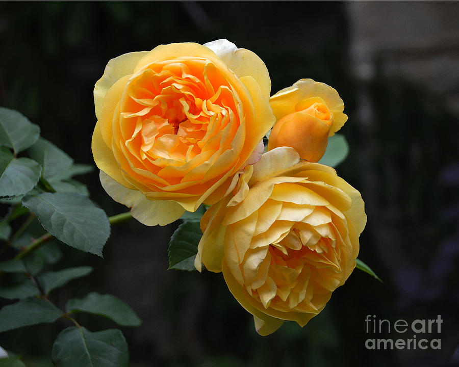Yellow English Roses Photograph by Catherine Sherman