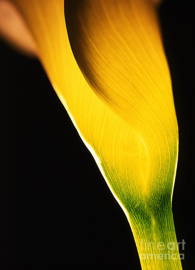 Yellow essence Photograph by Casper Cammeraat