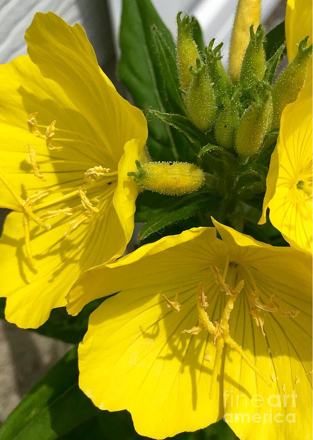 Yellow Evening Primrose Photograph by CAC Graphics
