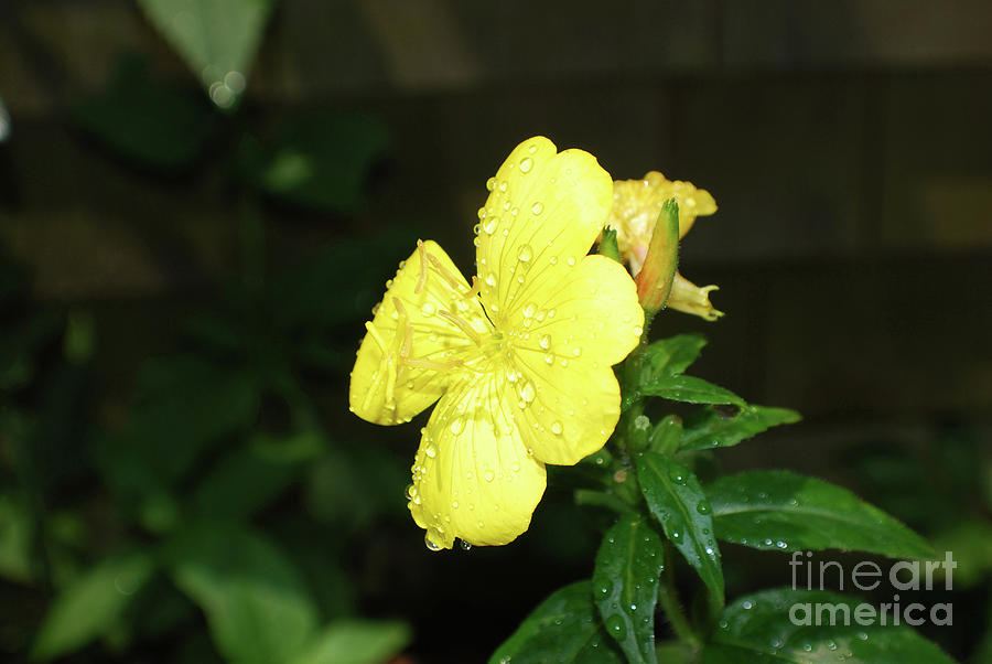 Yellow Evening Primrose with Rain Drops on the Petals Photograph by DejaVu Designs