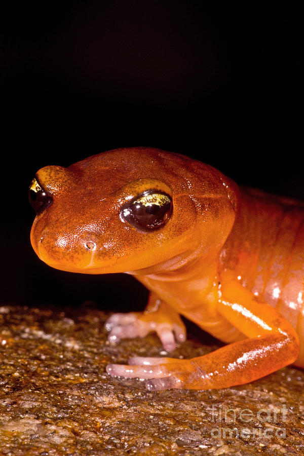 Yellow-eye Ensatina Salamander Photograph by Dant Fenolio