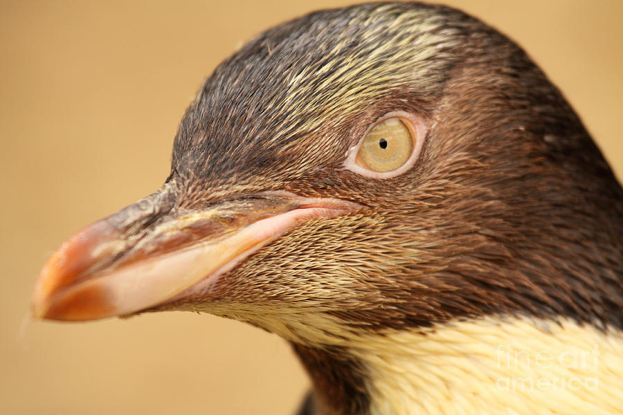 Yellow-eyed Penguin Peering In Photograph by Max Allen