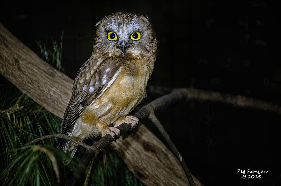 Yellow Eyes in the Dark Photograph by Peg Runyan