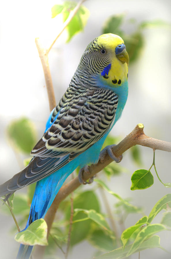 Yellow Face Budgie Photograph by Nathan Abbott