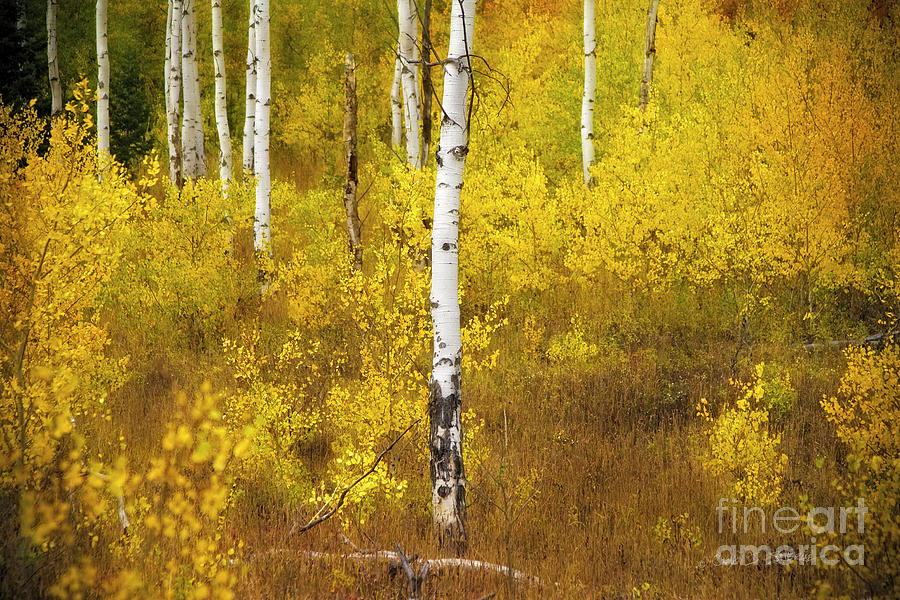 Yellow Fall Aspen Photograph by Craig J Satterlee