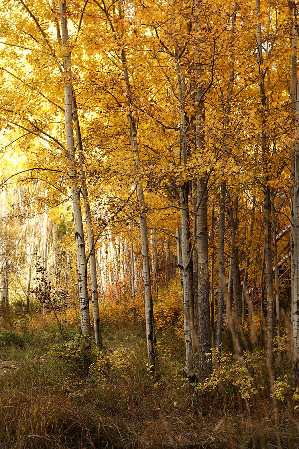 Fall Photograph - Yellow Fall by Larysa  Luciw