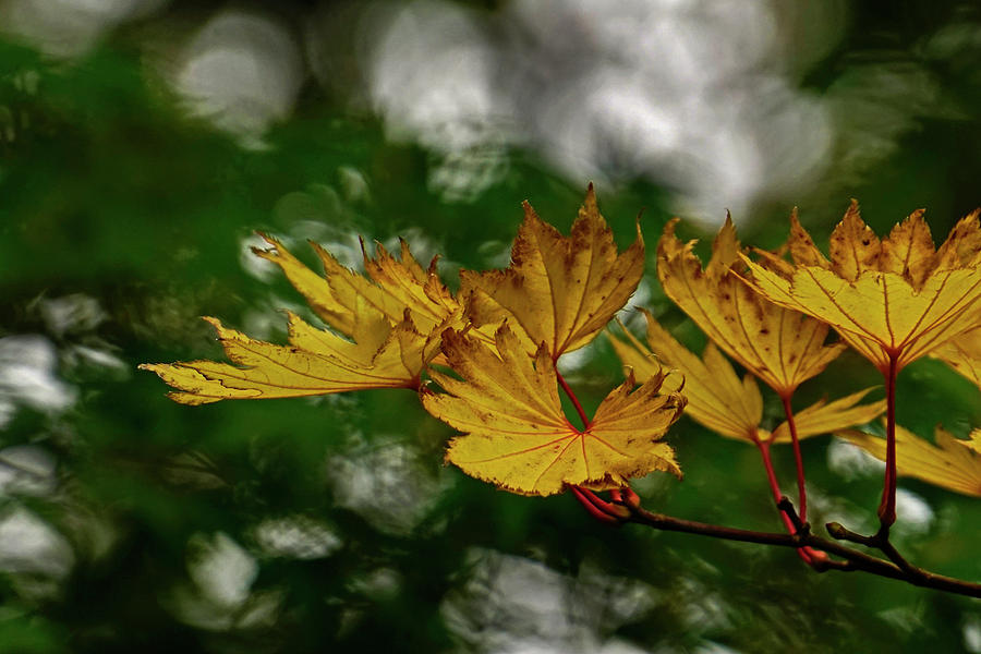 Yellow Fall Leaves Photograph by Inge Riis McDonald